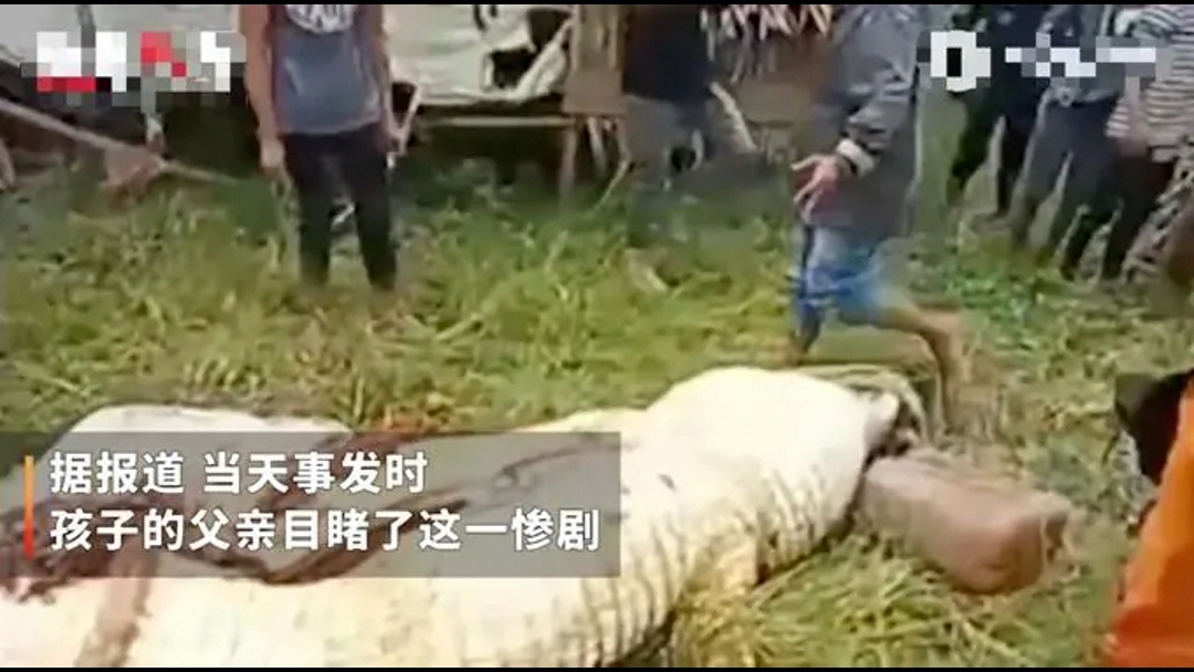 痛心!印尼一8岁儿童遭鳄鱼吃掉,民众抓后当场剖出孩子画面曝光