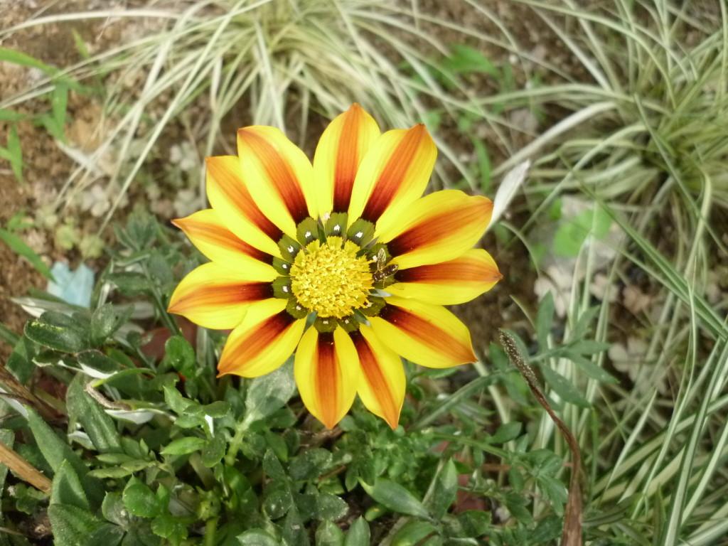 阳台上安排一盆小巧的勋章菊,简直就是白长的花儿