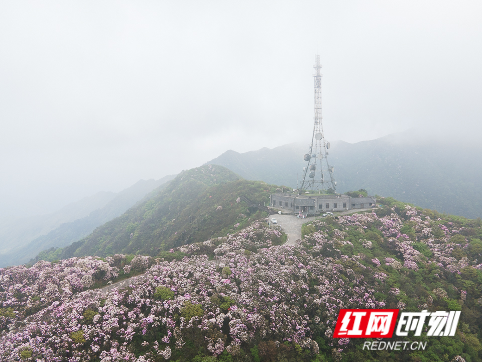 永州杜鹃花海图片