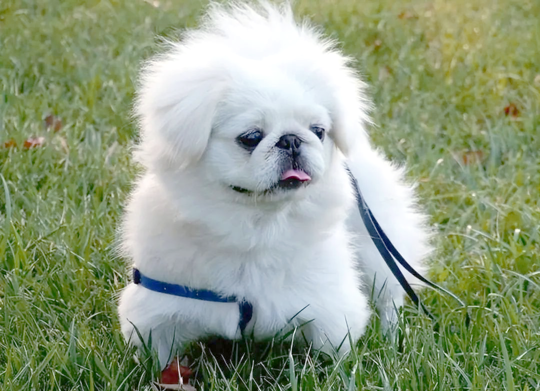 多款温顺可爱的狗狗推荐,你心仪哪一款?