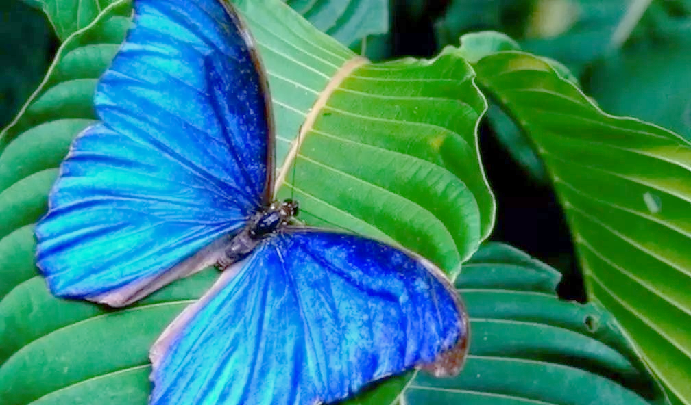 柳石路惊现超大绿色飞蛾,你见过吗?