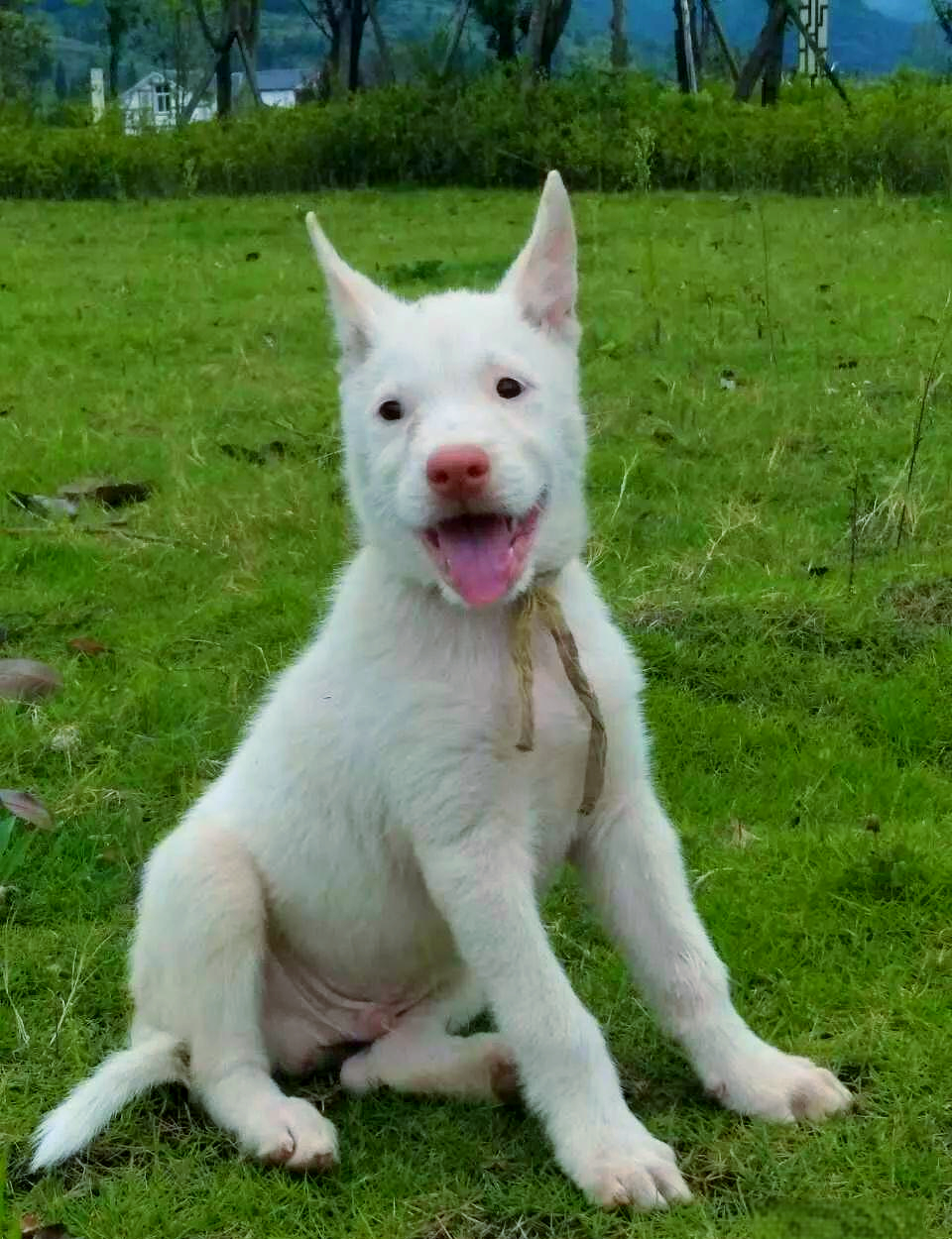 下司犬的多样类型与独特魅力,探索西南猎犬的传奇