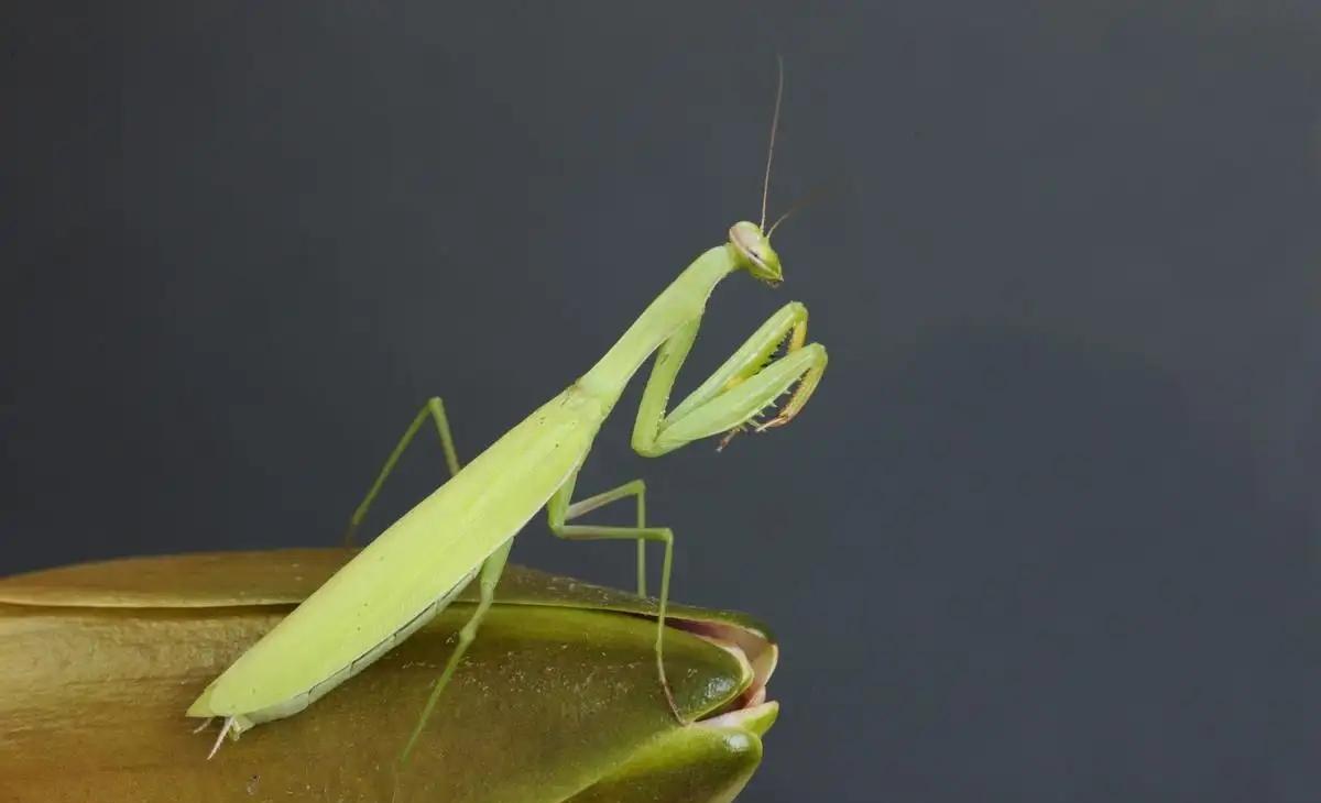 雌性螳螂的残忍行为背后的真相