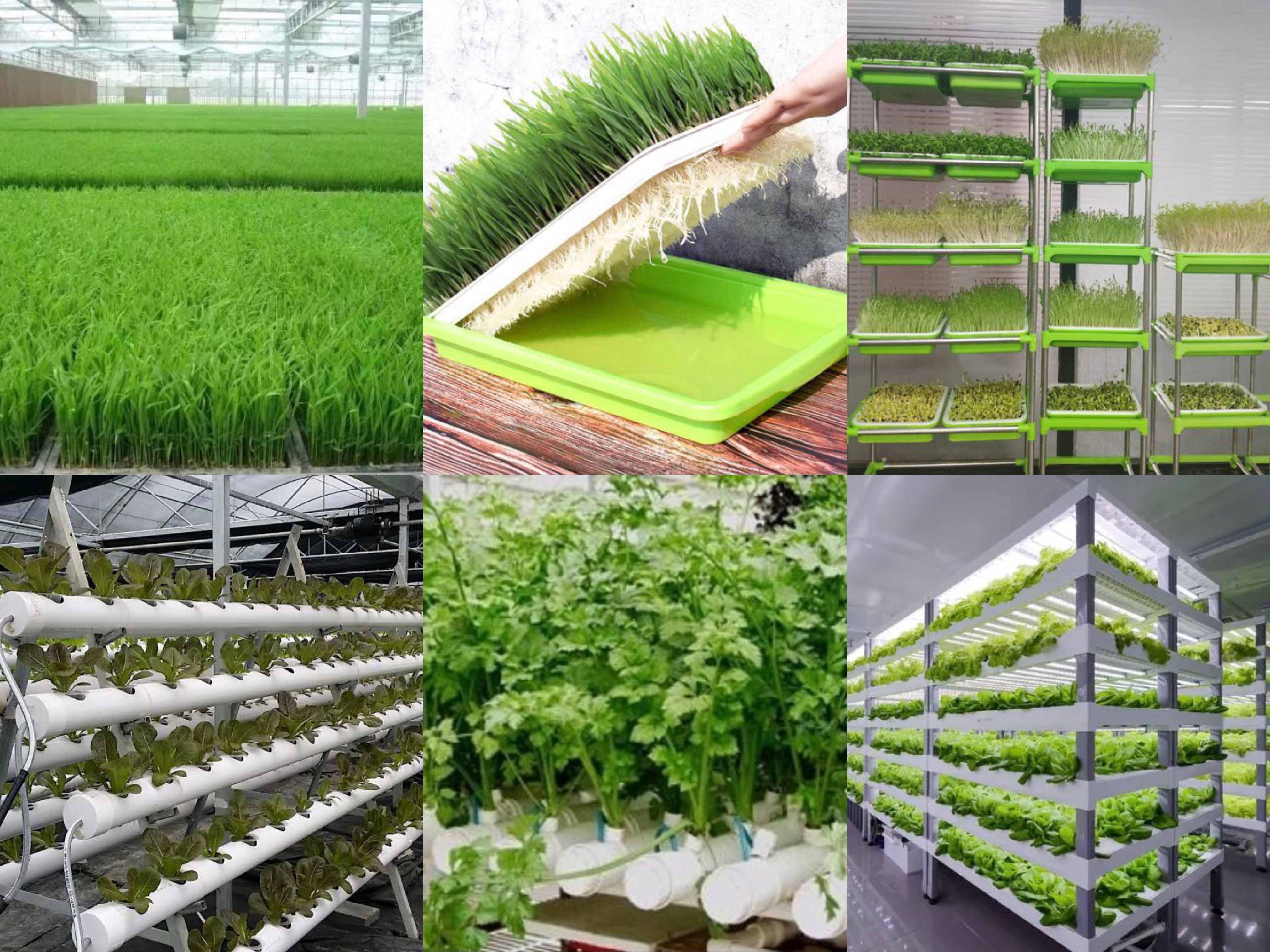 "无土栽培"设施这么多,总有一款适合你!