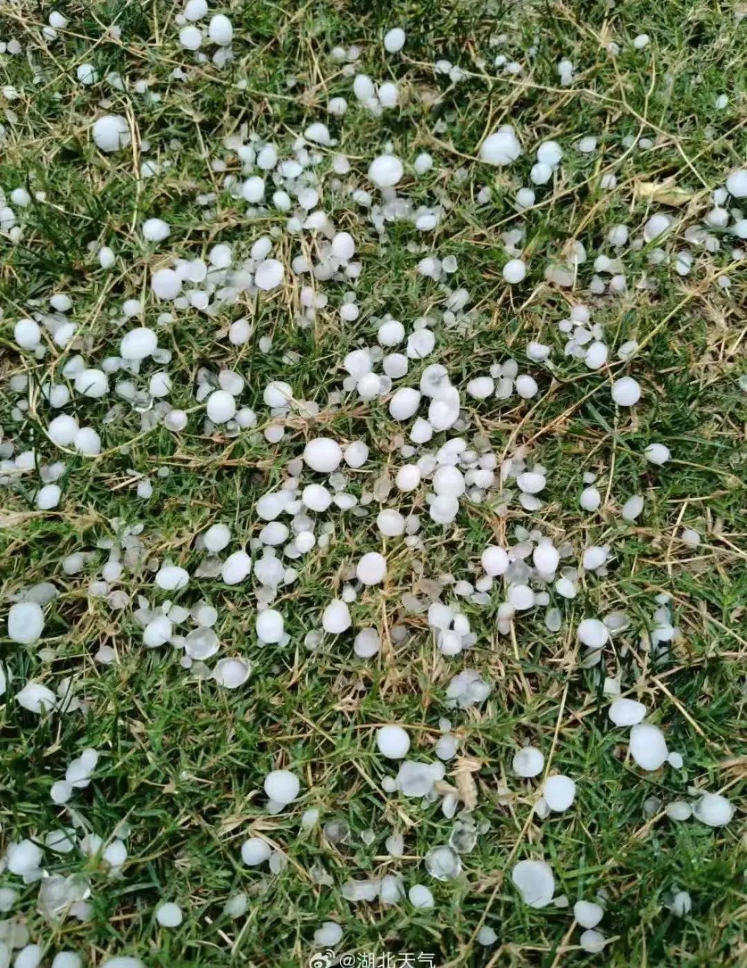 武汉,冰雹这大!