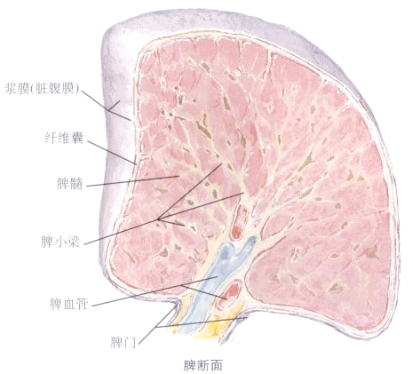 脾的解剖结构与生理功能详解