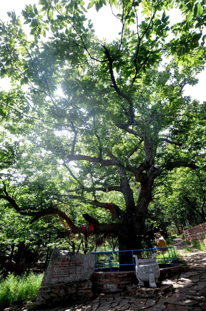 邢台古树3:2500年树龄!前南峪中国"板栗王"独树一帜