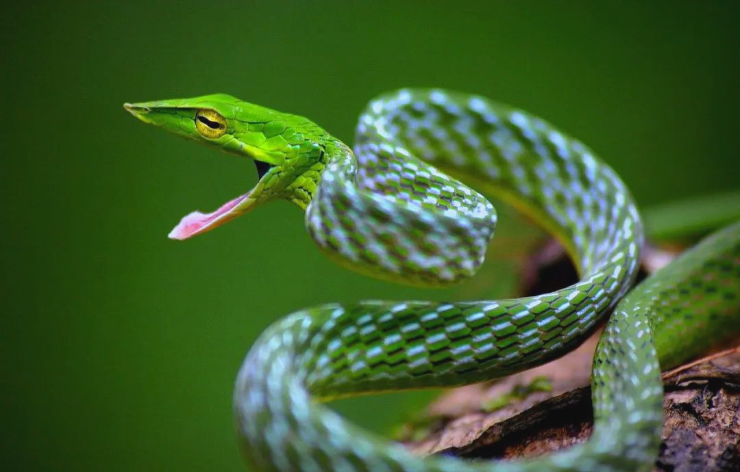 绿瘦蛇:独特而危险的远古生物