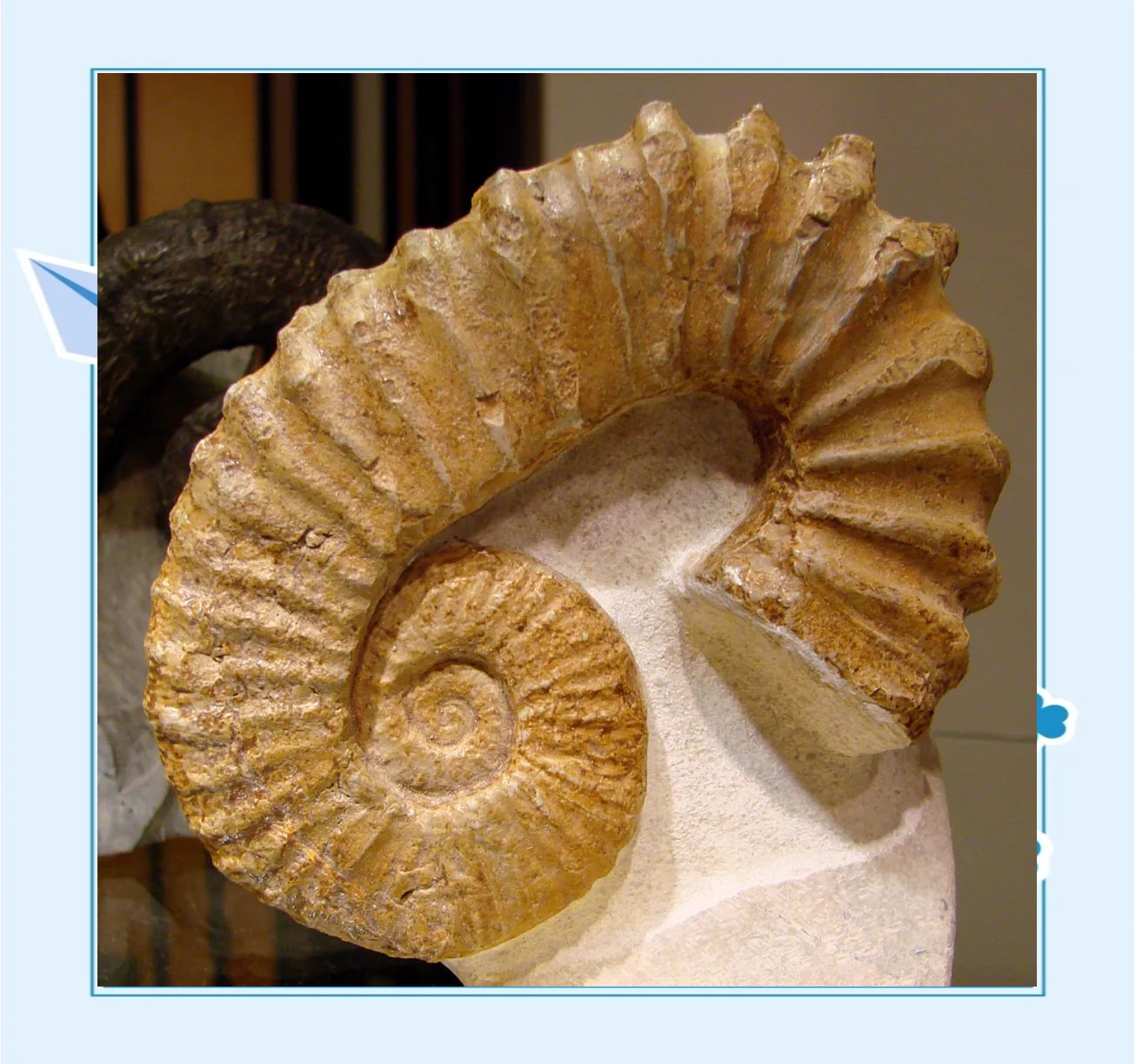 揭秘菊石:从外观到缝合线的全面了解