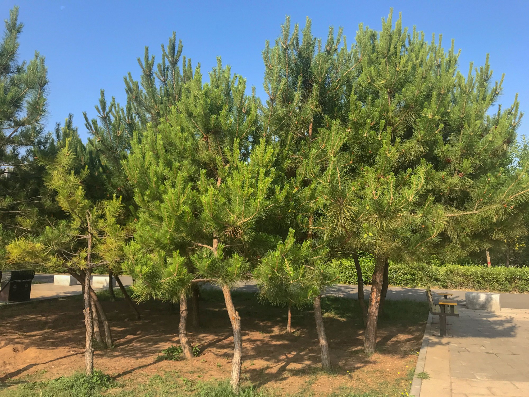 呼和浩特有棵市树,上面挂满哈达和爱情条幅,四季常青年轻人喜爱