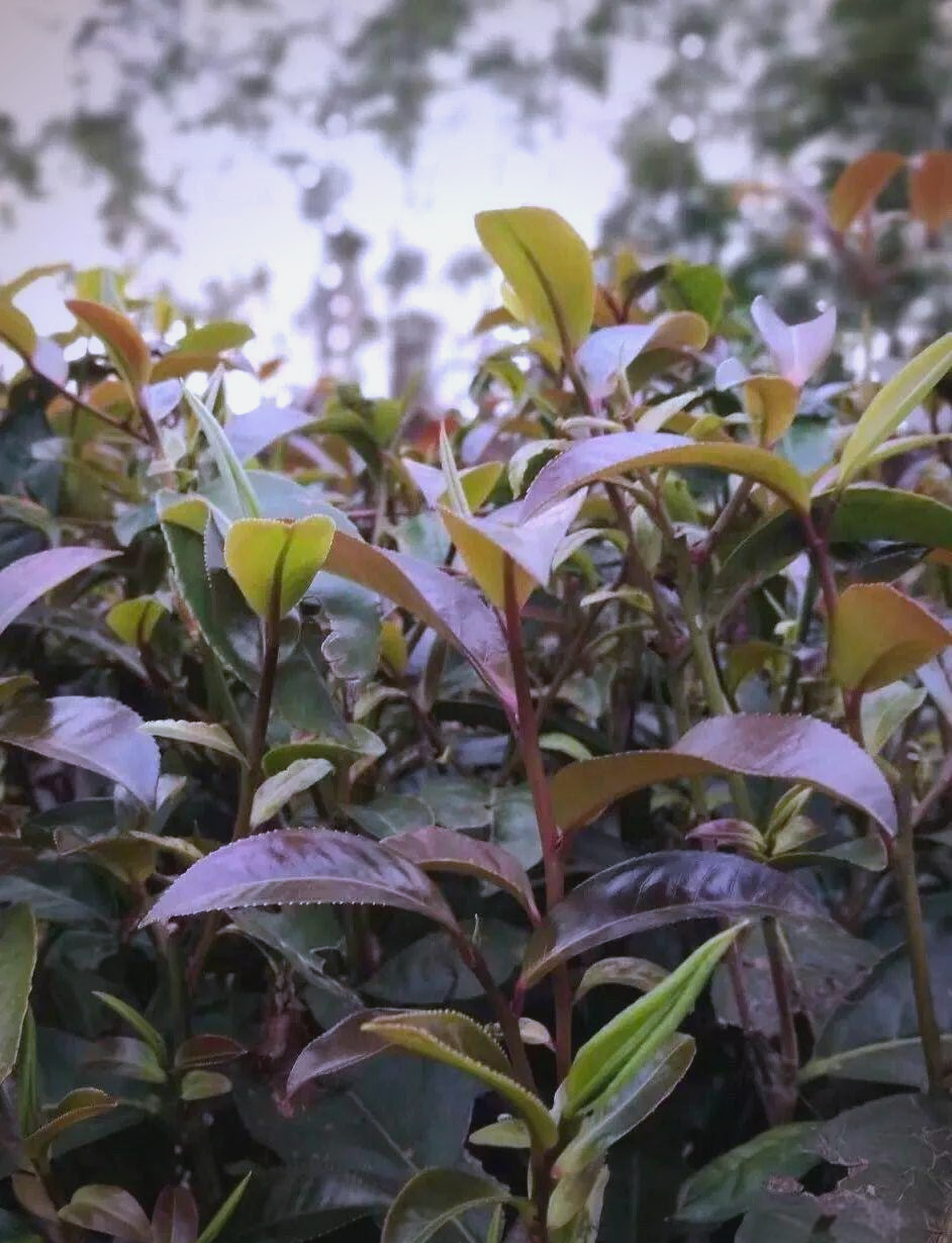 云南野生紫芽苞茶:珍贵的茶中黄金