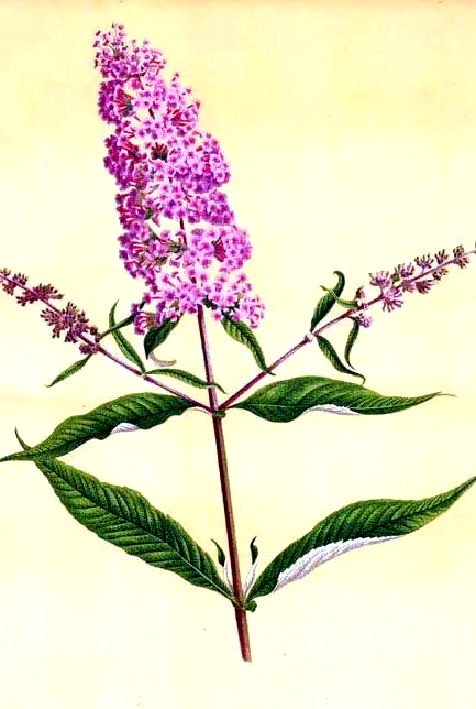 醉鱼草的绚烂绽放与园林魅力