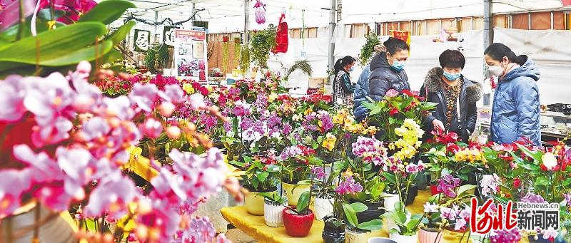 石家庄市花卉市场春意融融