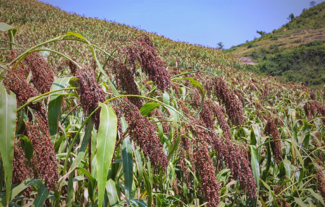 从山脚到山顶,高粱