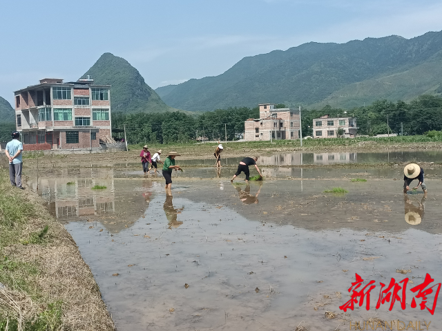 江华小圩壮族乡:党群同心 共同打赢粮食生产仗