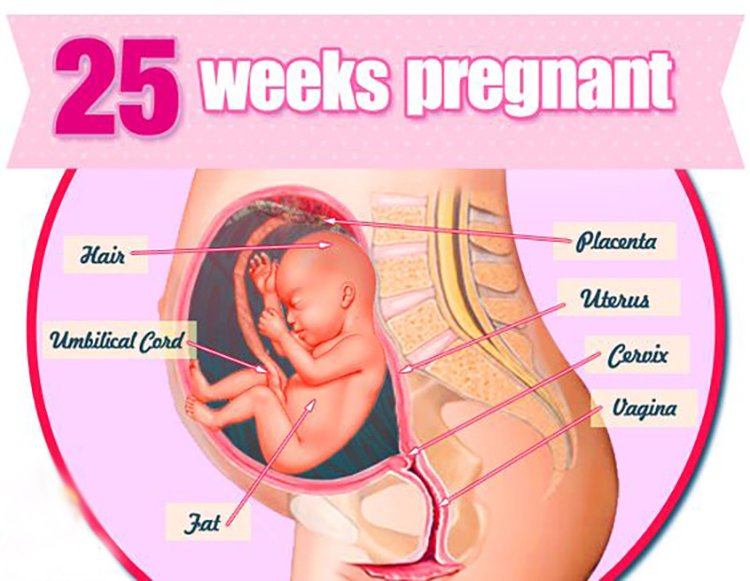 怀孕26周是第几个月?正确的饮食和适度运动助您和宝宝健康成长