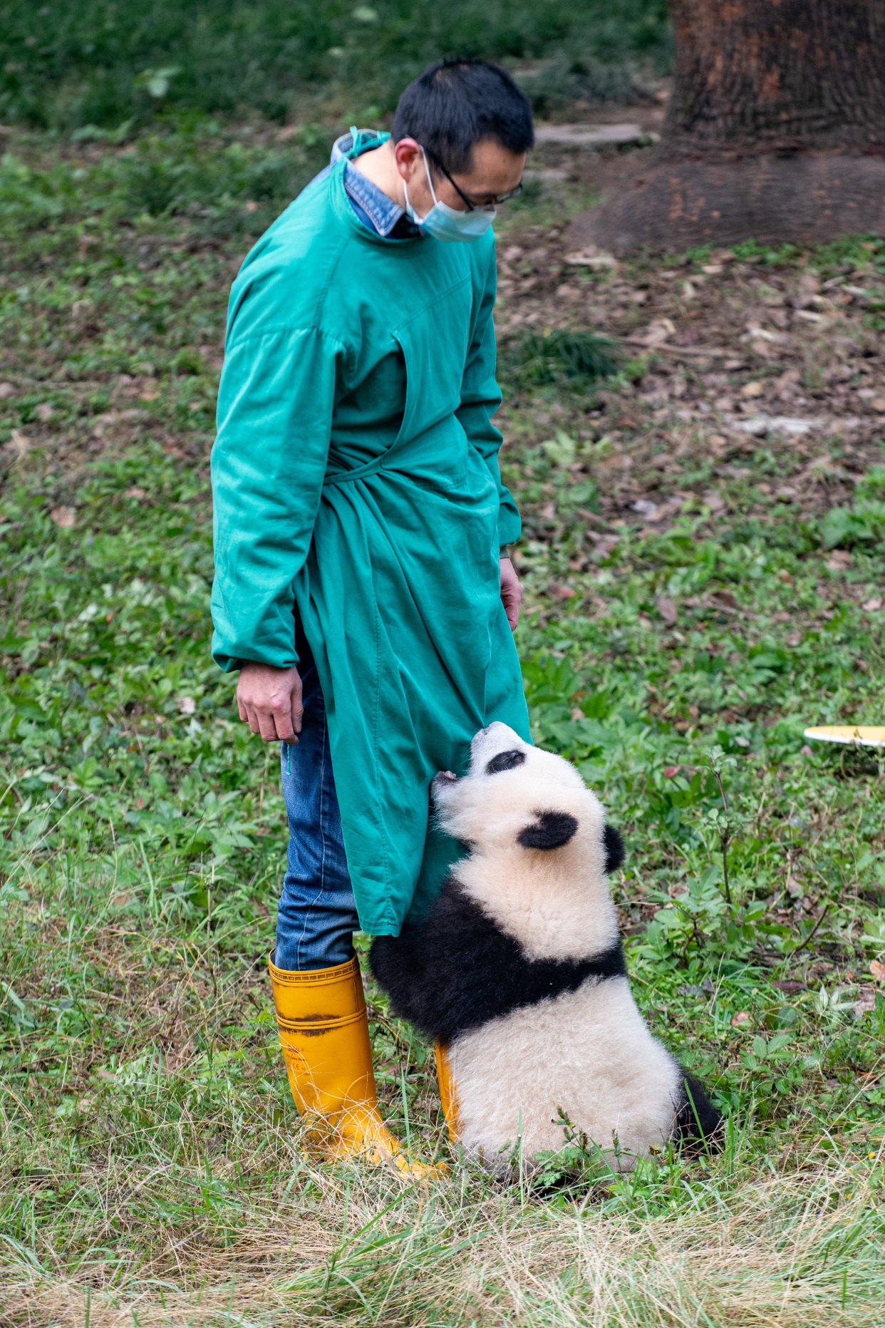 重慶動物園為兩對大熊貓雙胞胎寶寶舉行命名活動