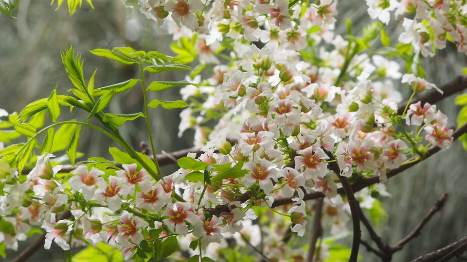 碧根果开花图片