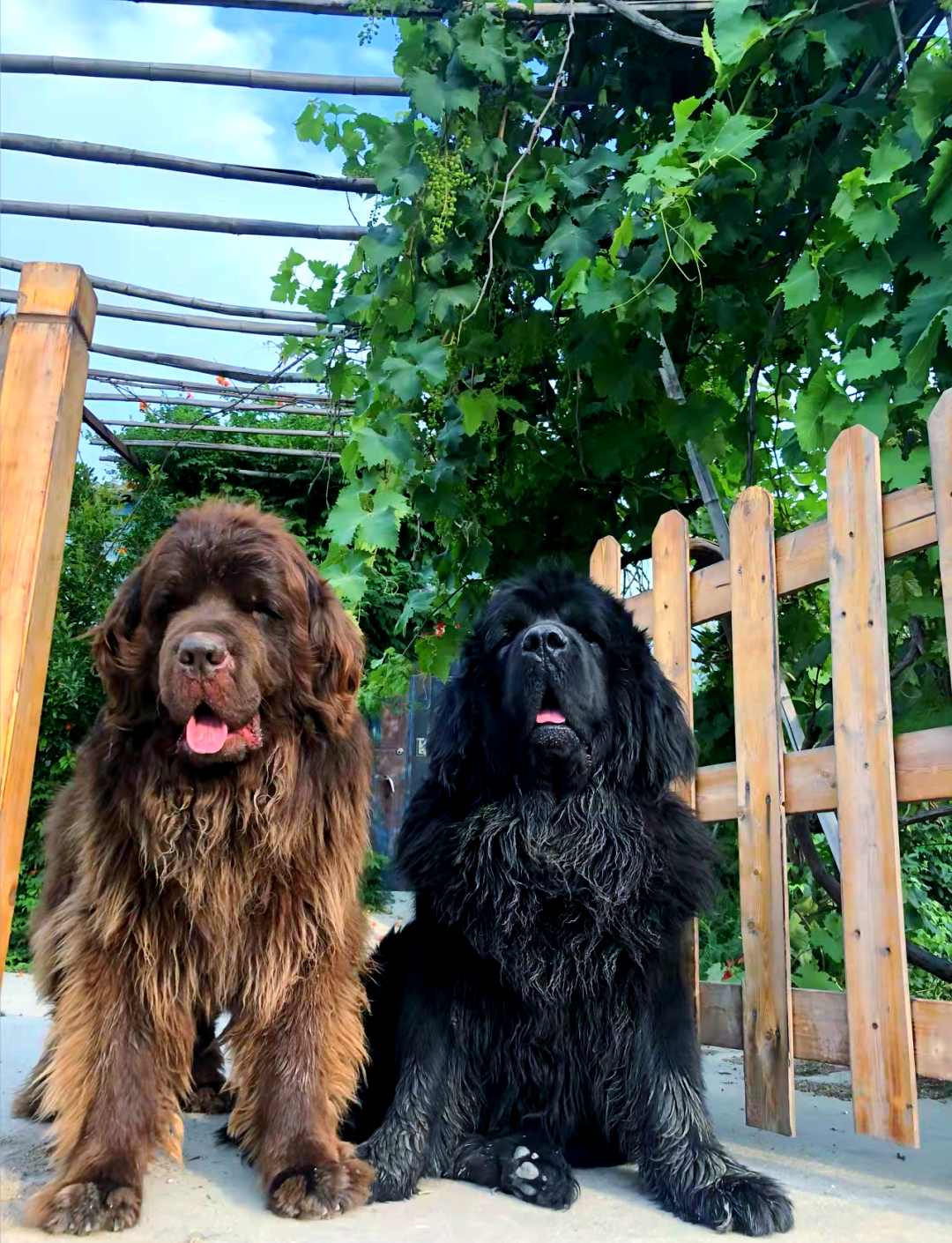 纽芬兰犬的多样特征与用途