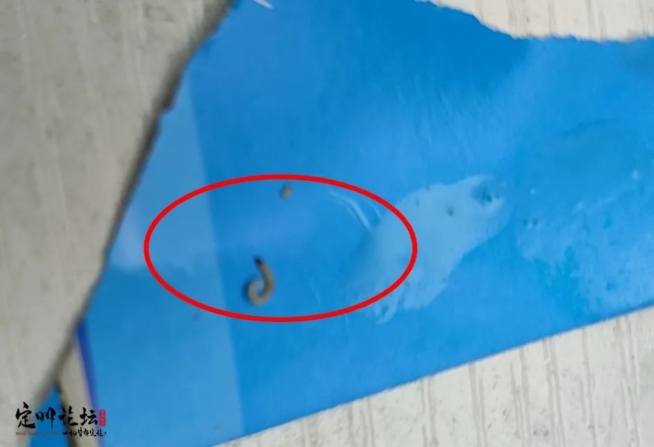 蓝皮鼠耳朵里的虫子图片