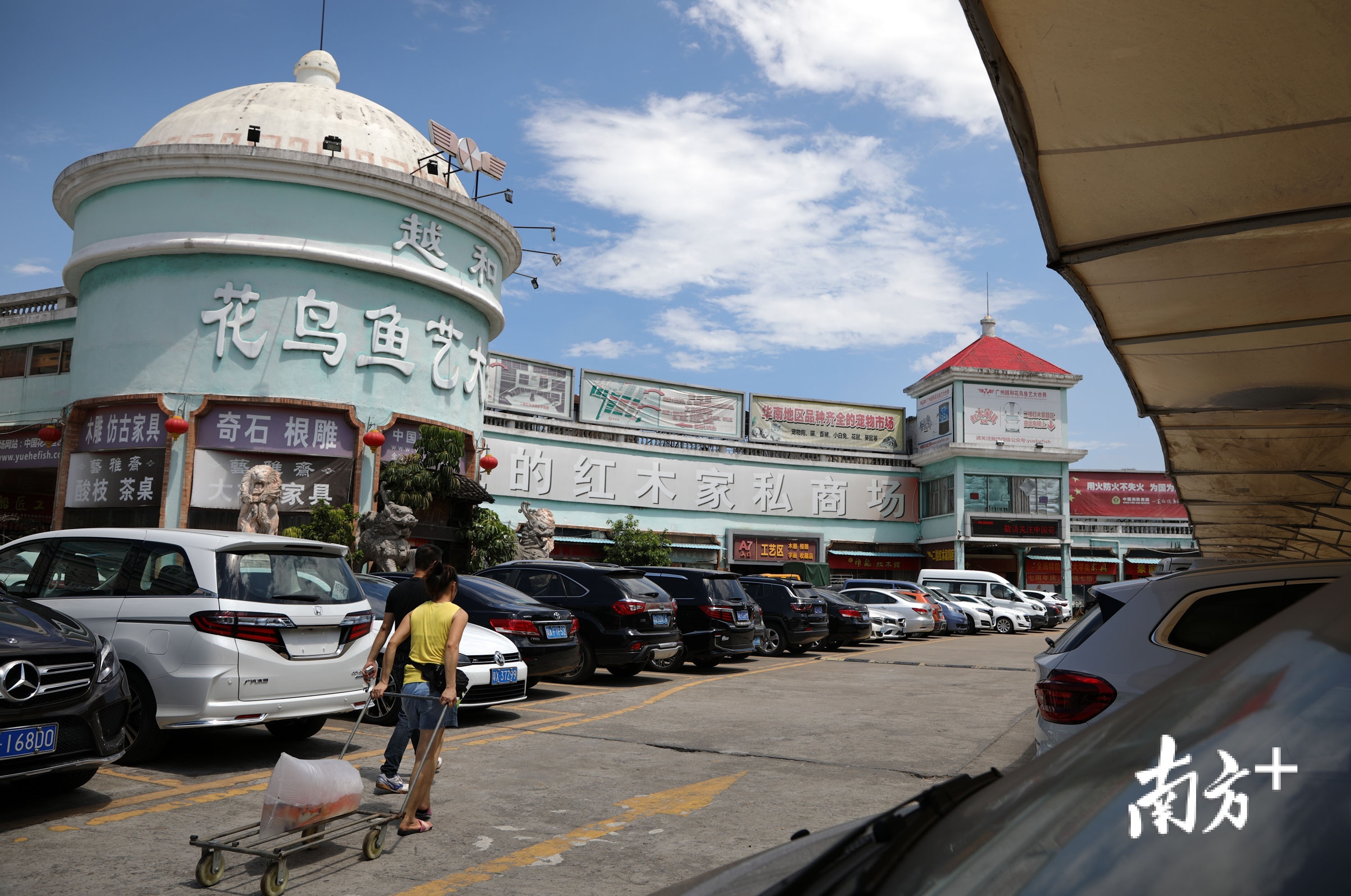 花鸟鱼虫两大批发市场疏解 广州西腾笼换鸟再出发