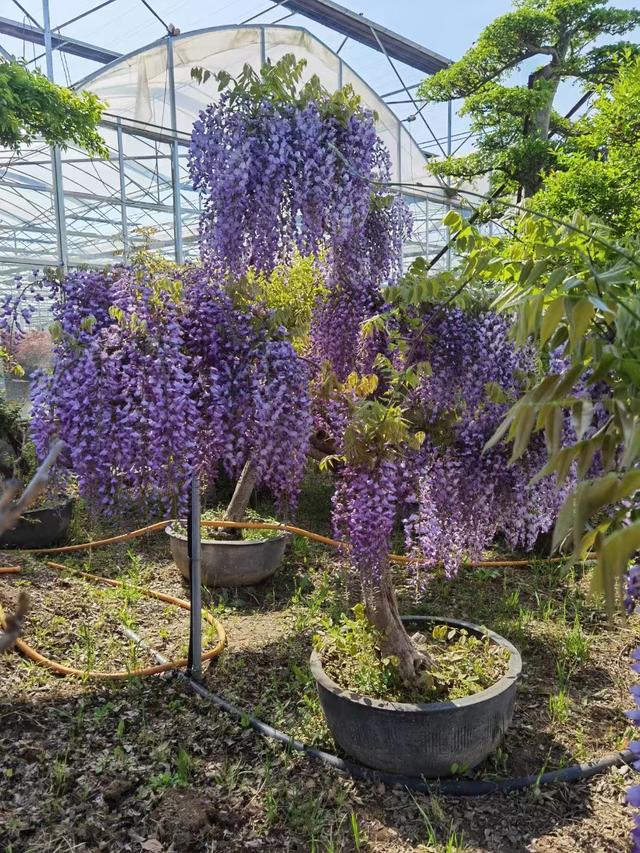 紫藤树的修剪方法