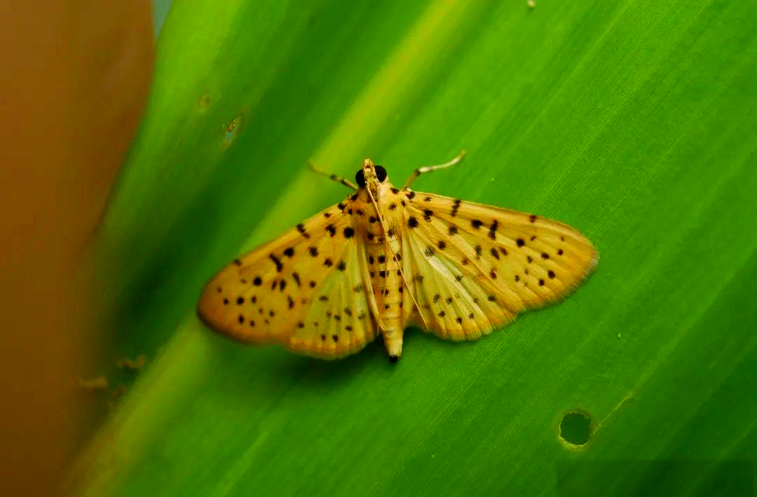 桃蛀螟的危害与防治方法详解