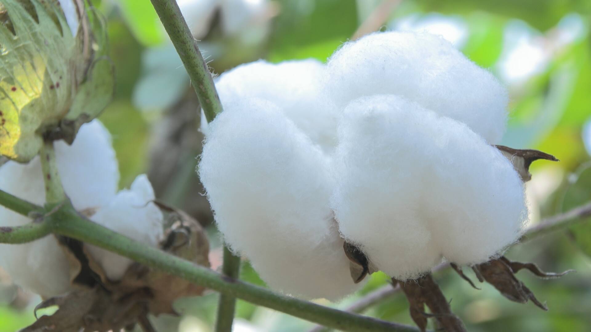 成武:棉花喜获丰收 村民采摘忙