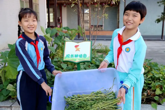 分田到"队",我在学校有块地!塘厦第一小学这样开展劳动教育