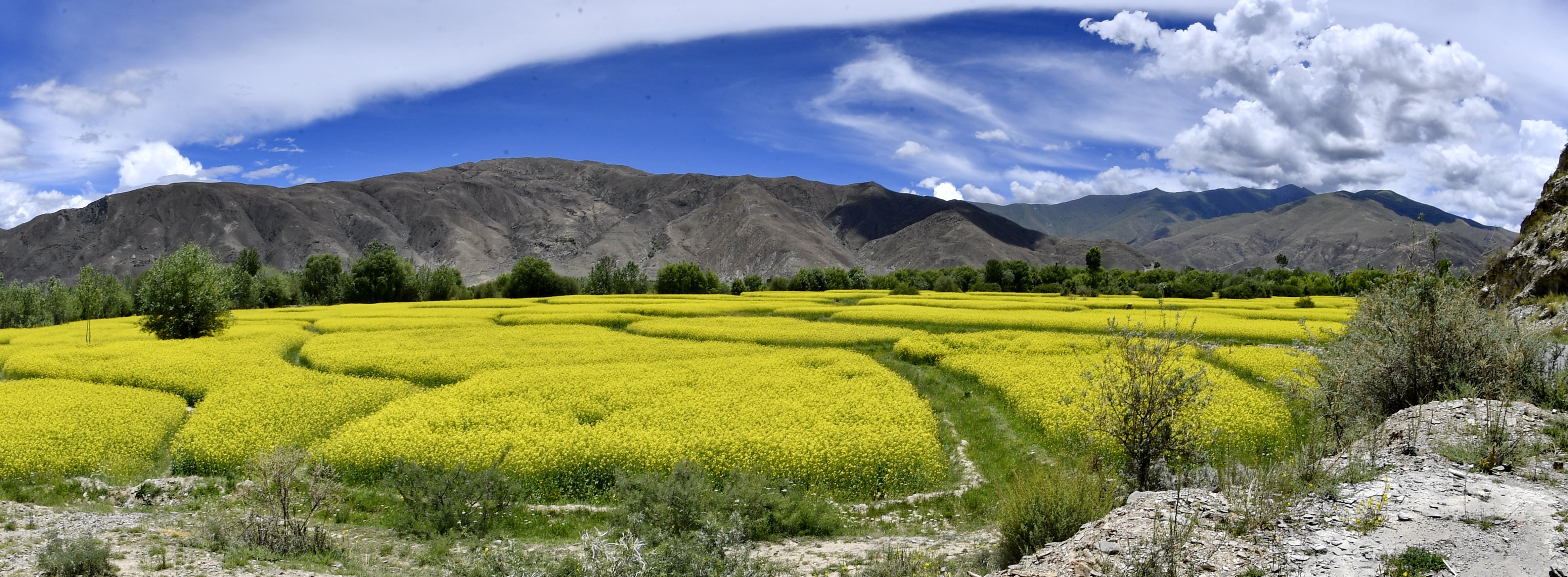 西藏扎囊:油菜花开金灿灿