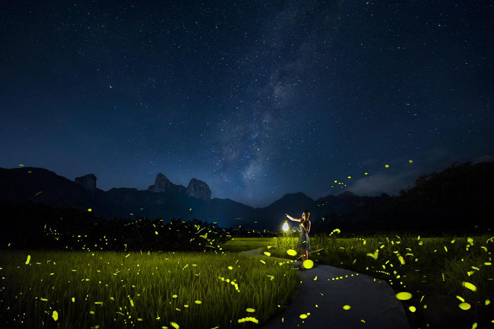 温州永嘉:楠溪滩林 萤火纷飞