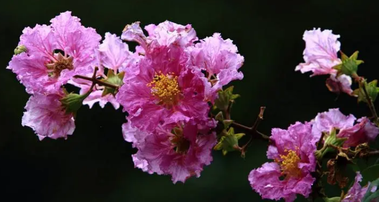 徐州市花是什麼?