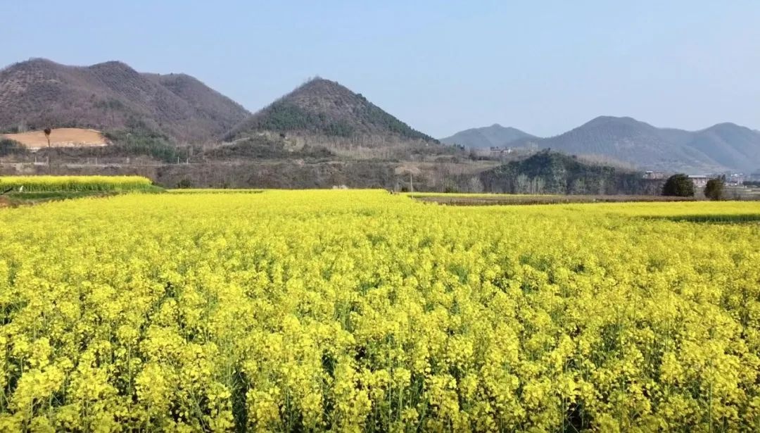 陕西西乡油菜花图片