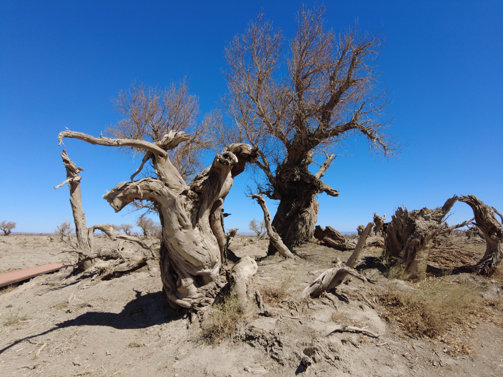 探寻千年文明 走进伊吾胡杨林