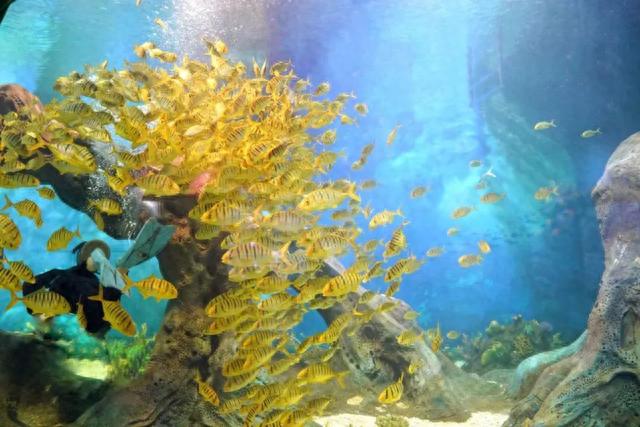 动物园里欢乐多 小动物陪你过假期西安秦岭野生动物园西安秦岭野生