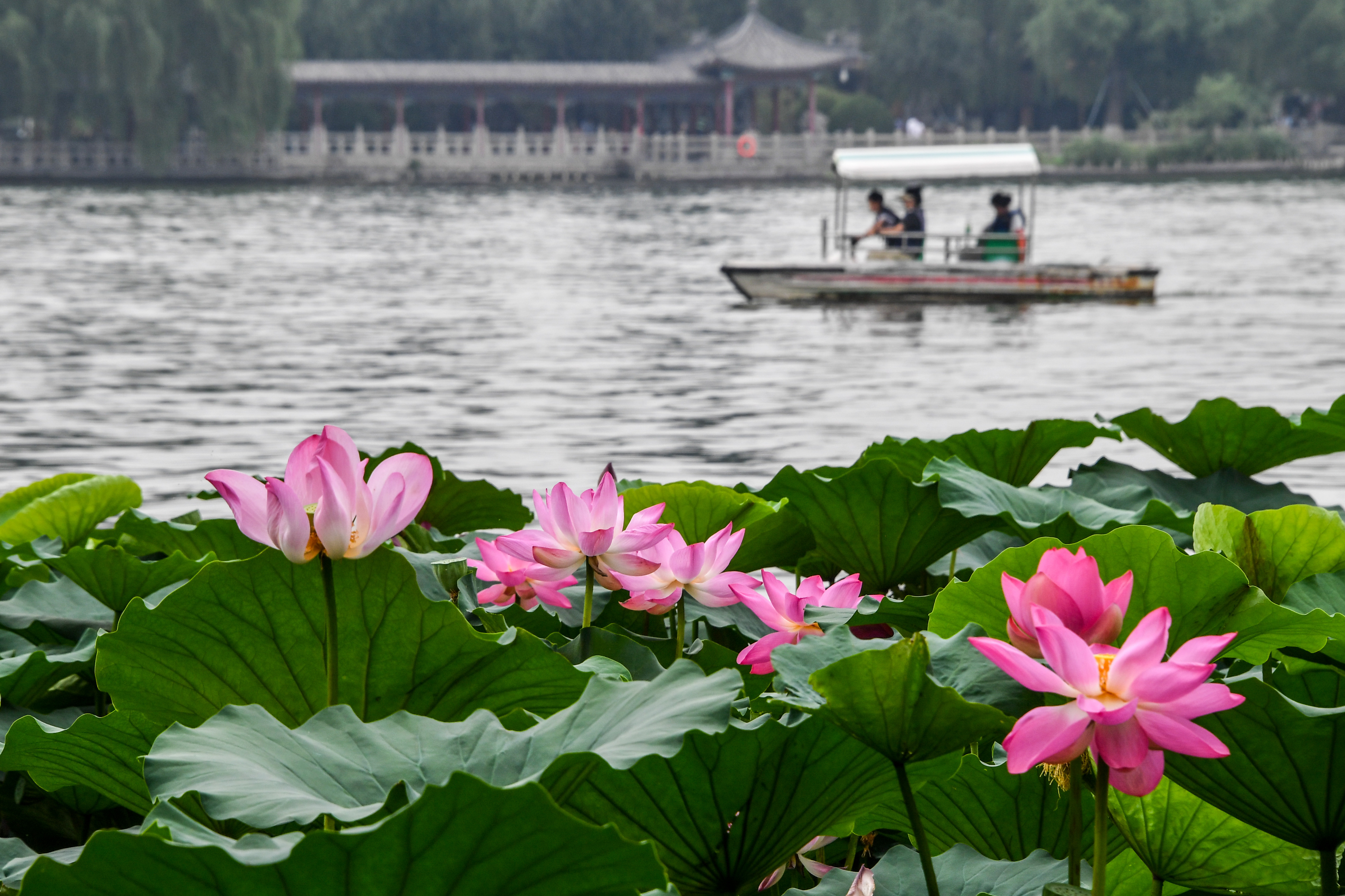 山东济南 夏日荷花盛开