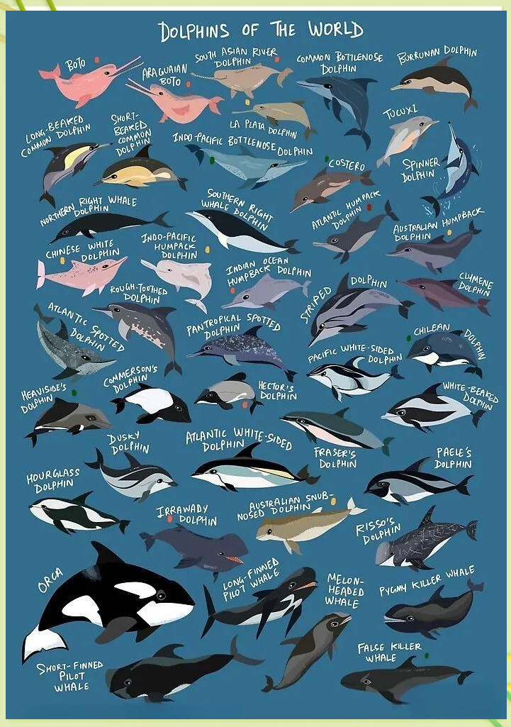 海豚知识全解析:品种,特征与保护现状