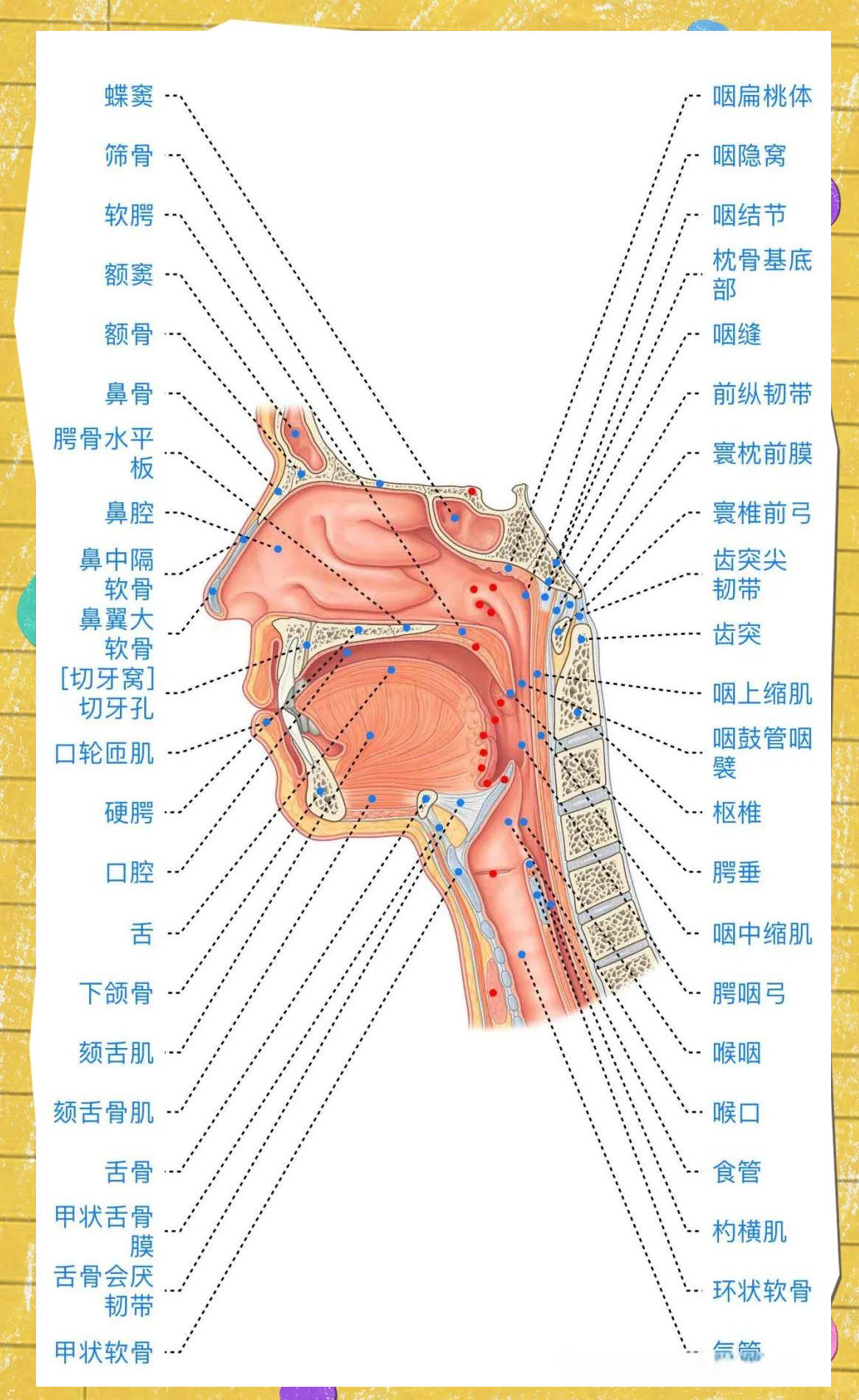 喉部详解:从软骨支架到肌肉控制的完整指南