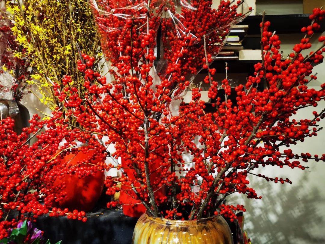 北美冬青,好看好养又耐寒,冬天红果挂满树,漂亮极了