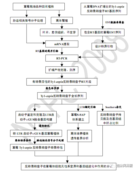 国自然技术路线图如何设计和绘制