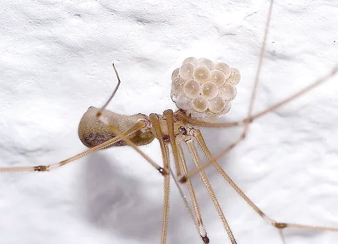 揭秘幽灵蜘蛛:家中的不速之客与自然帮手