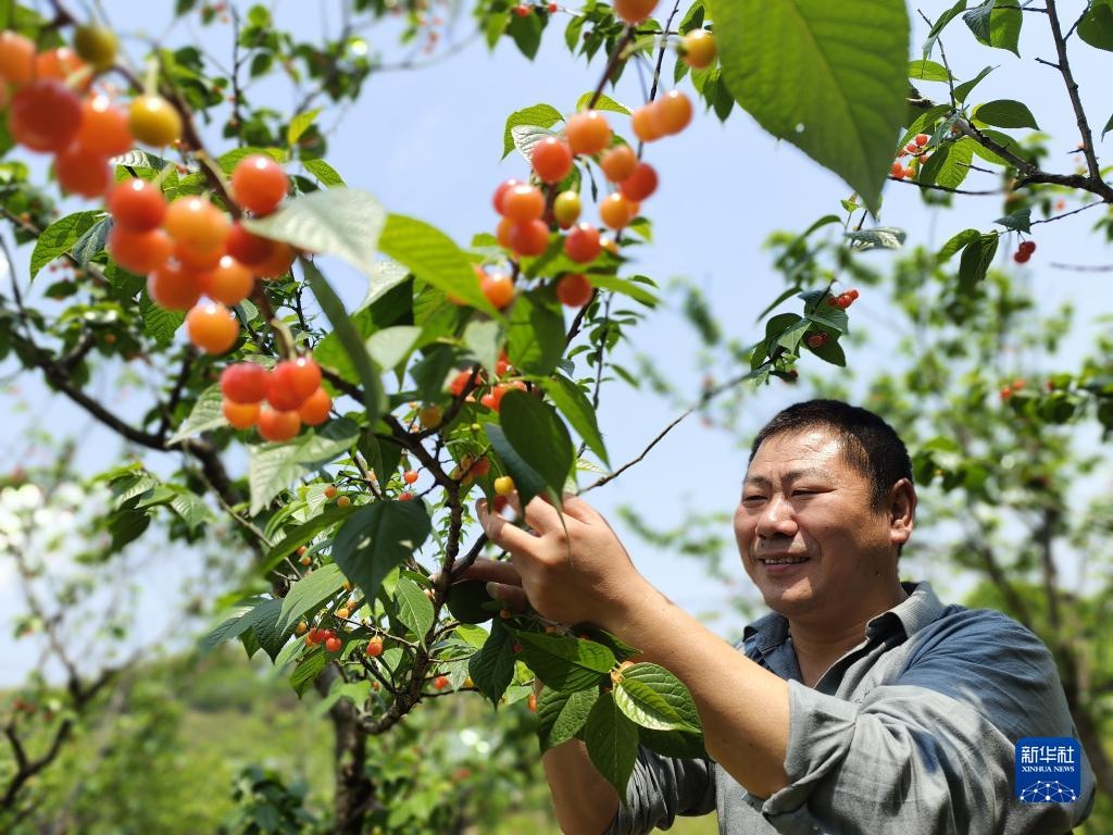 余姚樱桃采摘基地图片