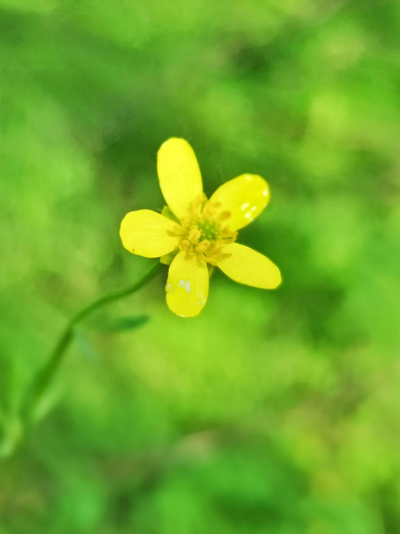 不起眼的小黄花