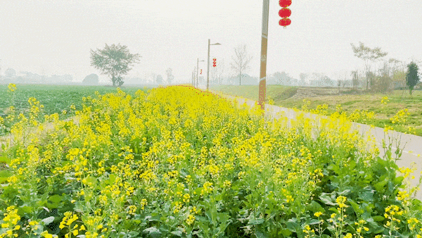 成都油菜花,开了!