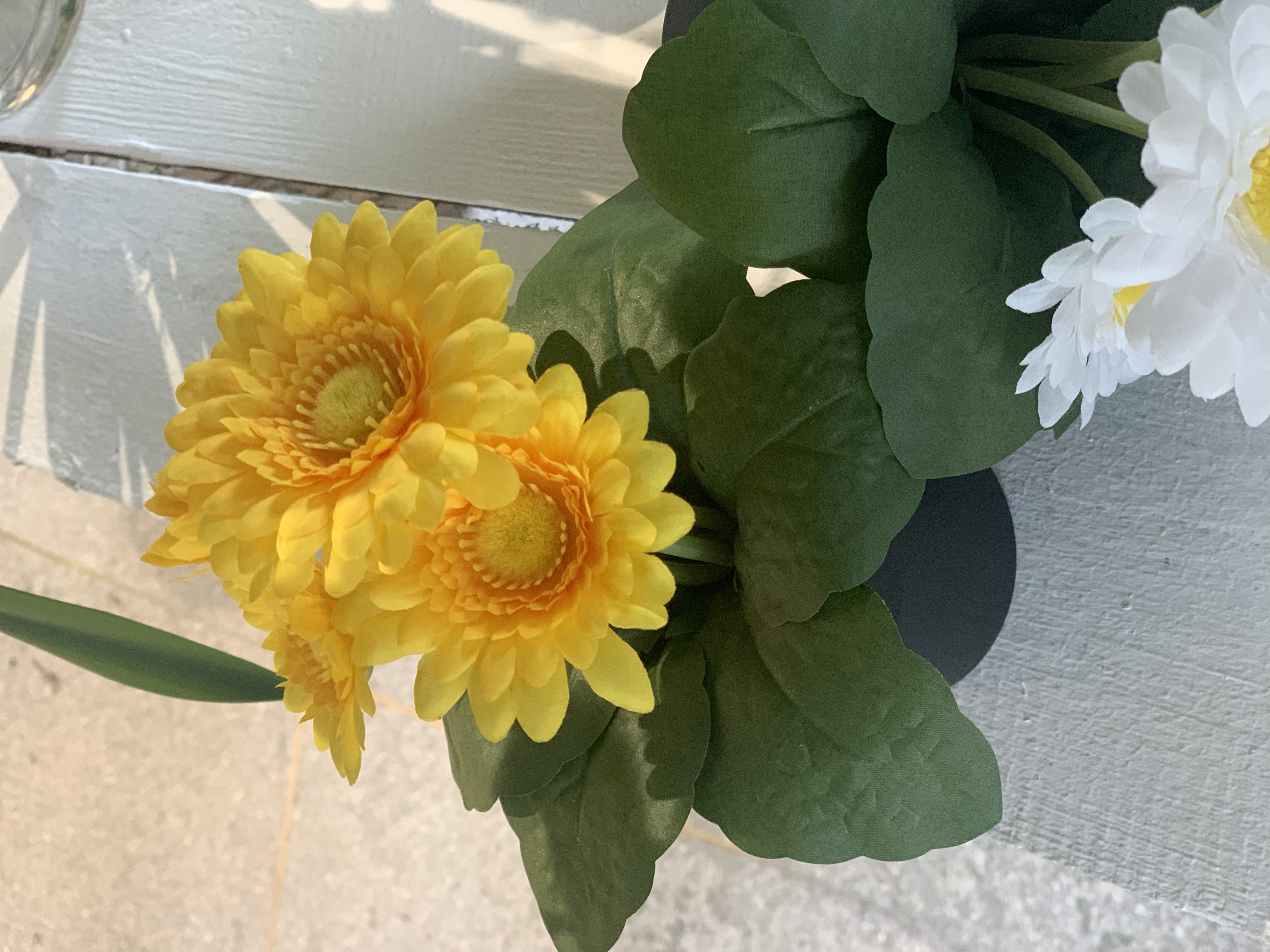 太阳菊的花语与寓意