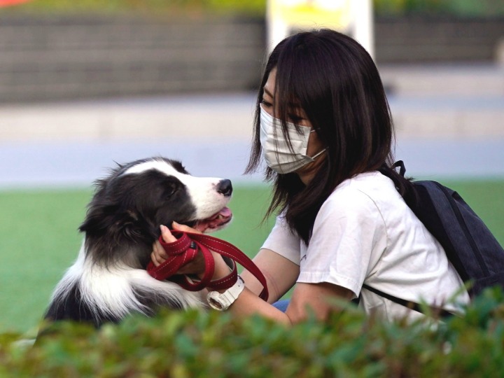 戴口罩的小狗图片