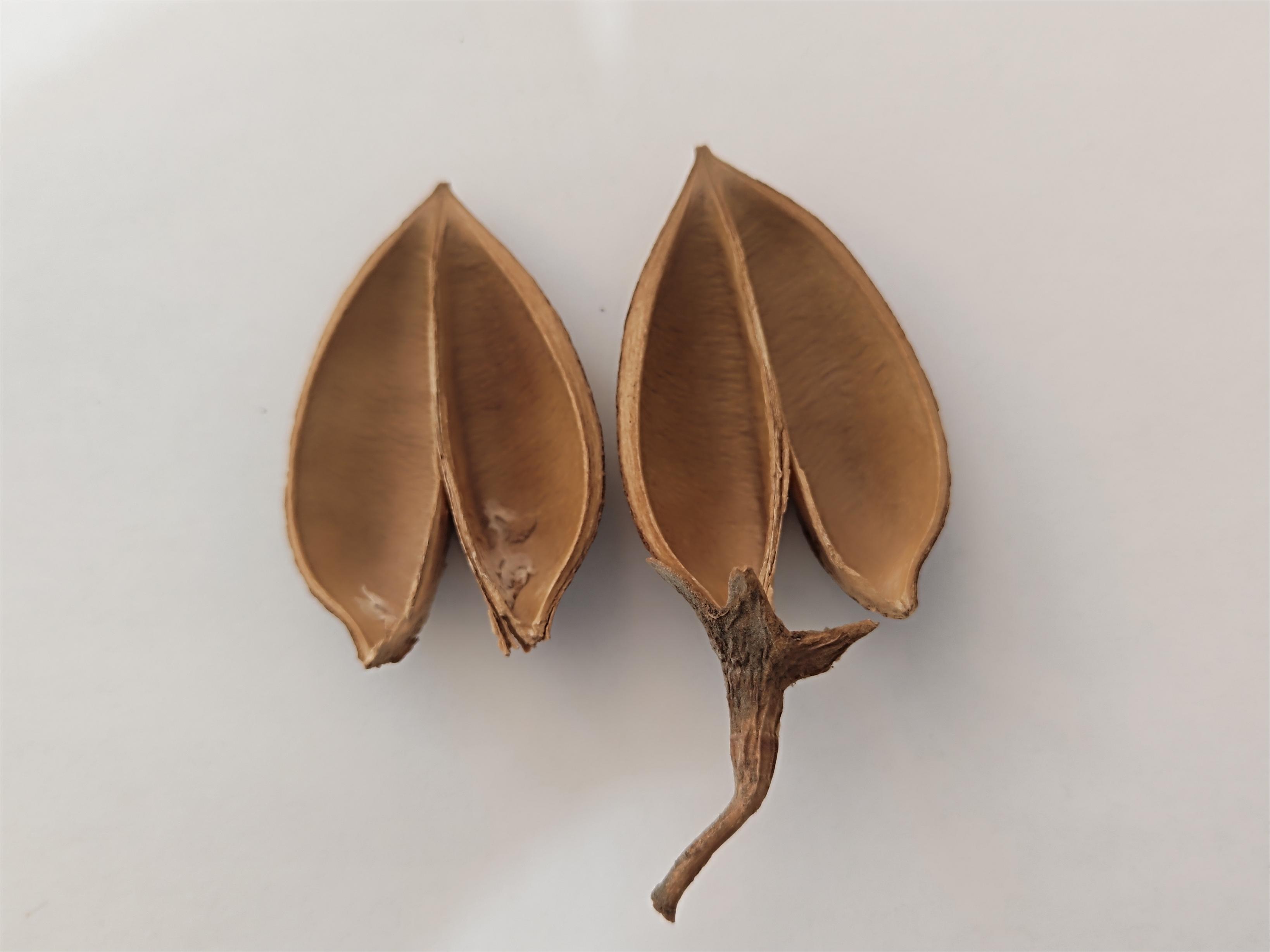 从一颗毛泡桐的果实你能看到些什么?小身体竟蕴含着大秘密!