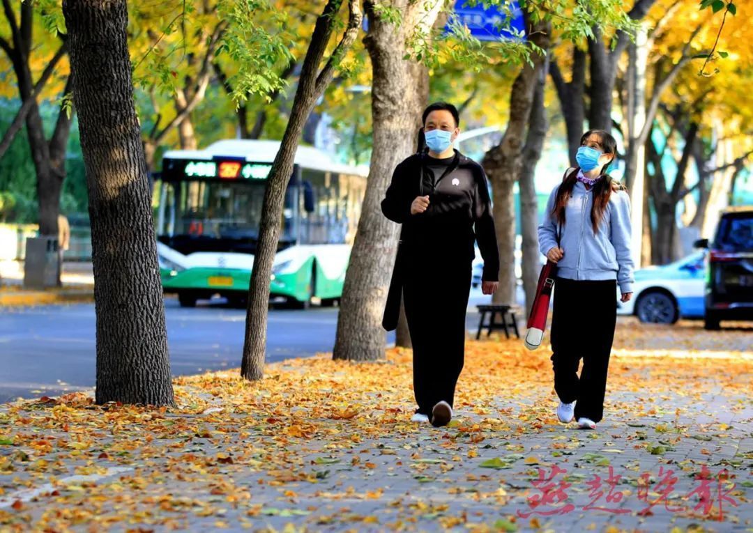 树树金黄 石家庄这条白蜡大道美如画