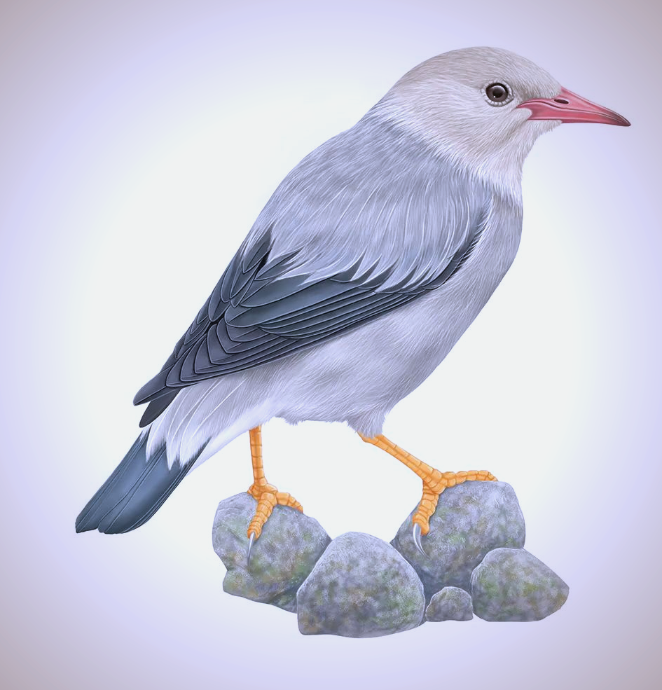 冬季校园鸟粪轰炸,丝光椋鸟成罪魁祸首