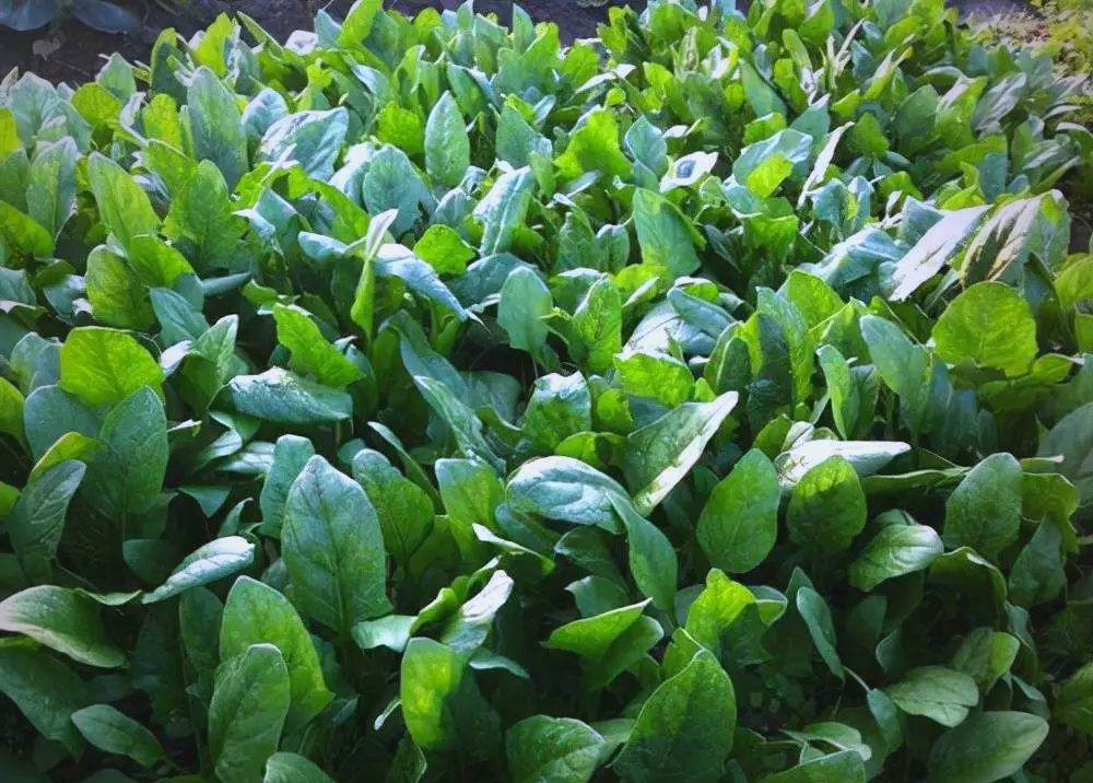菠菜苗长势缓慢,黄叶问题困扰?试试这个方法,快速改善,口感更佳